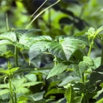 雨水节气吃什么食物