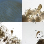 鄱阳湖流域发现一全球新物种