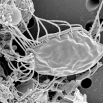 加拿大科学家发现未知真核生物 助揭开复杂细胞起源